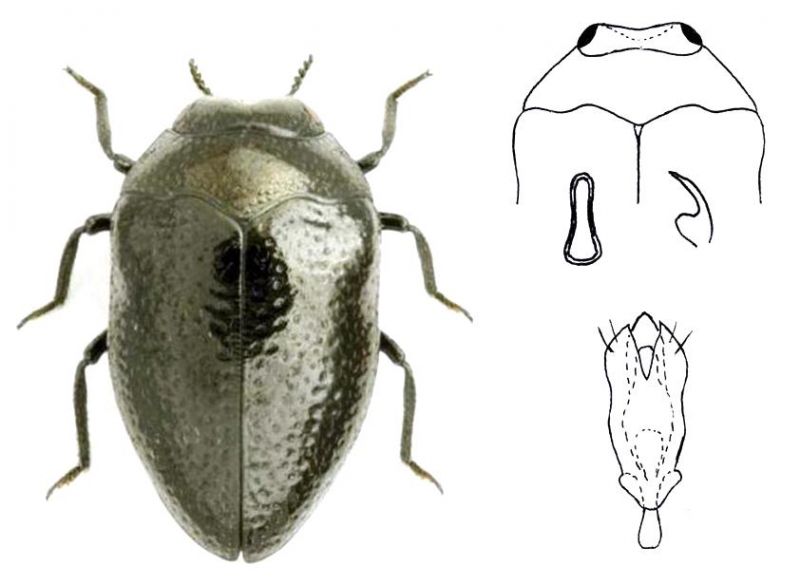 T.scrobiculatus Kiesenwetter, 1857.jpg