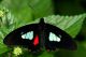 Parides arcas ♂ Dorsale.jpg