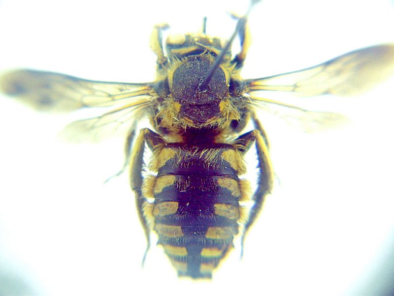 Megachile.jpg