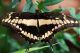 Papilio thoas X Dorsale.jpg
