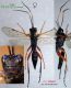 Z n° 4587 Eurylabus torvus F - Forum.jpg
