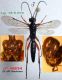 n° 4604 Eurylabus tristis M - Forum 1.jpg