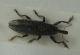 Curculionidae 2.jpg