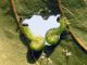 Pristiphora_ conjgata_larva.jpg