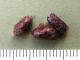 Pristiphora_conjuga_bozzoli.jpg