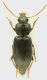 Carabidae_Tivoli_19-XII-2011_8mm_grey.jpg