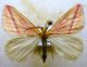Rhodometra sacraria (Linnaeus, 1767)Geometridae Sterrhinae.JPG
