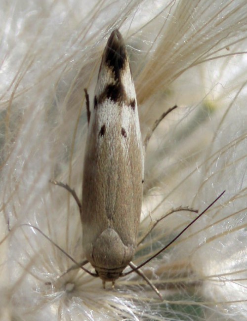 Scythris sp..jpg