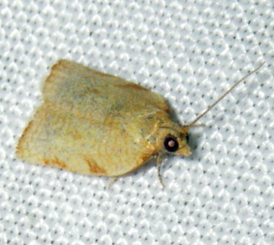 Clepsis sp..jpg