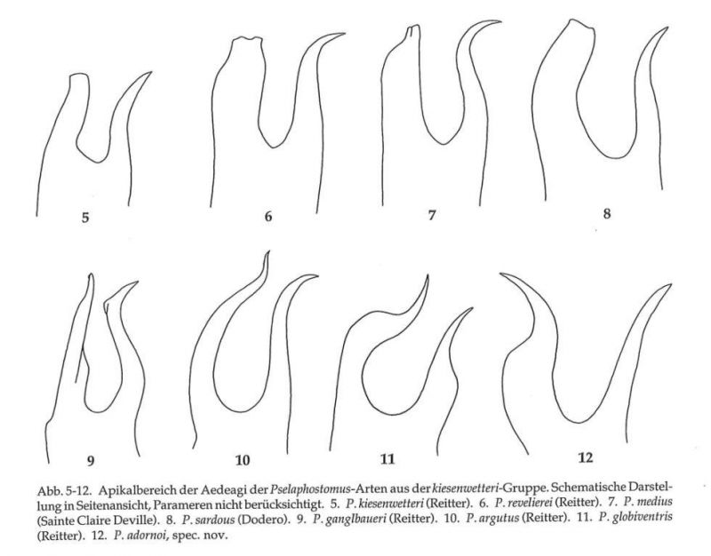 Pselaphostomus.jpg