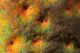 testa_Carabus_auronitens_C_part.jpg