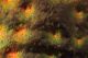 testa_Carabus_auronitens_Z_part.jpg