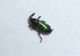 DSC02130.JPG