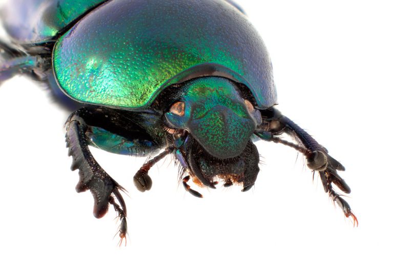 scarab-tutto.jpg