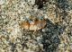 xanthomus sotto.JPG