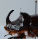 O-nasicornis-01.jpg