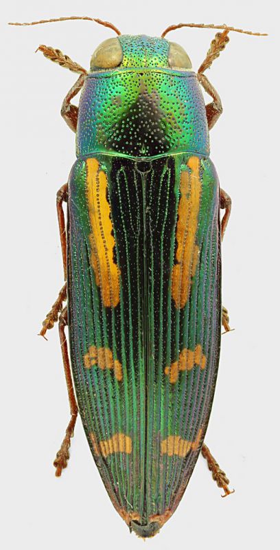 Buprestis_rufipes_Appomattox_30-VI-2000_24mm_grey.jpg