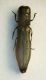 (Buprestidi) Cylindromorphus cf. filum.jpg