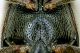 Anthicus antherinus infer.jpg