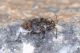 _DSC0038_Saldidae_Saldula-orthochila.jpg