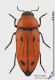 Buprestis_sanguinea_frs.JPG
