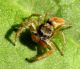 Salticidae  Lido di Venezia (Alberoni) 11 aprile 2011 015a.jpg