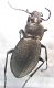 Carabus.jpg