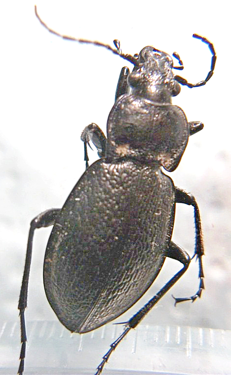 Carabus.jpg