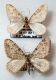 N. ibericata ex. (2).jpg