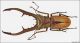Cyclommatus metallifer top low.jpg