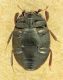 Histeridae_Pomezia_sotto.jpg