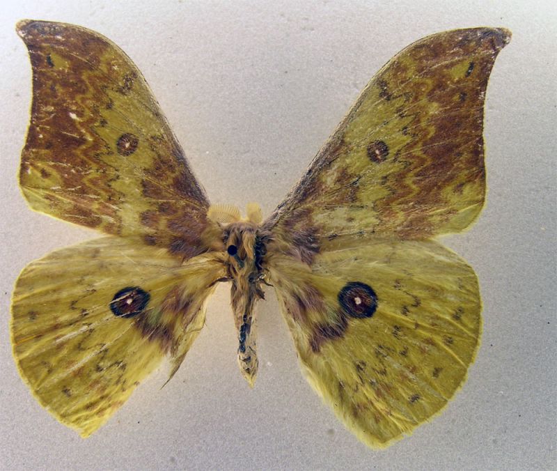 saturniidae 1.jpg