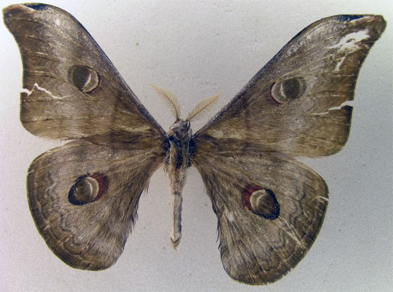 saturniidae 2.jpg