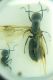 Lasius1.jpg