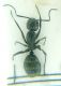 Lasius2.jpg
