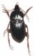 Calathus pilosipennis.jpg