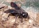 Liris atratus 2.jpg