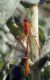 Enicospilus sp..jpg