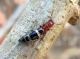 8-6-11 D albofasciatus2.jpg