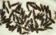 Rhysodidae11.jpg