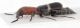 Denops-albofasciatus-lateral.jpg