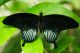 Papilio lowi ♂ Dorsale.jpg