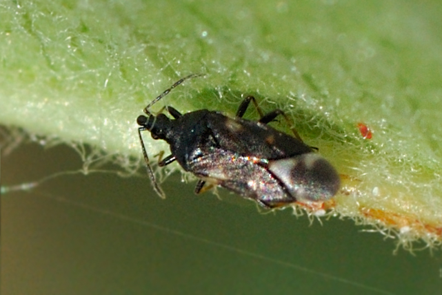 Anthocoridae2.jpg