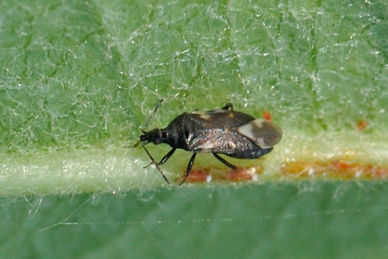 Anthocoridae.jpg