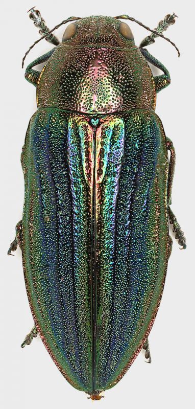 Buprestis_splendens_Grecia_Katara_14-VII-1994_19mm.jpg