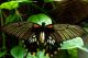 Papilio lowi ♀ Dorsale.jpg