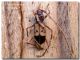Phoracantha recurva, Ficuzza, 22 dicembre 2006.jpg