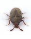 Throscidae-2-front.jpg