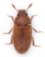 Cryptophagidae.jpg