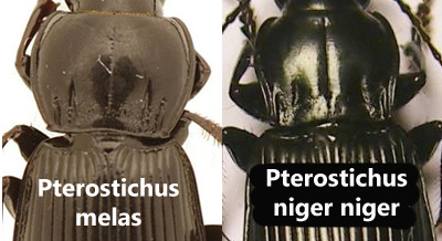 Confronto Pterostichus melas con P niger.jpg